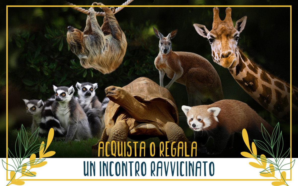 /uploads/Esperienze/acquista incontri.png